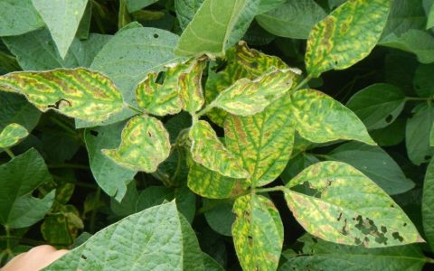Nanoscale nutrients can protect plants from fungal diseases